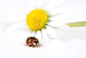 ladybug and daisy, on white - 7000634