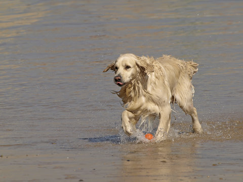 Perro jugando con pelota