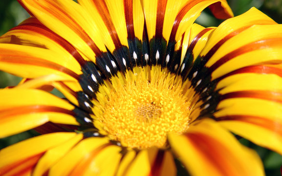 Detalle de flor naranja y amarilla