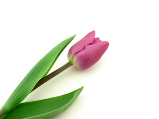 Violet tulip isolated