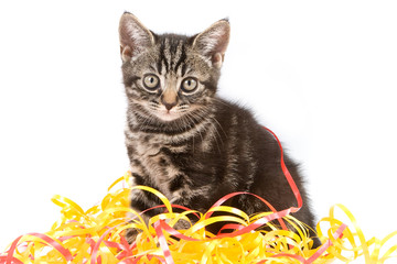 Naklejka premium Tabby kitten