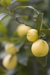 Citronnier