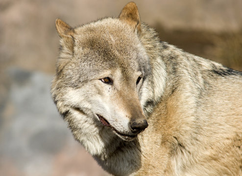 Angry look