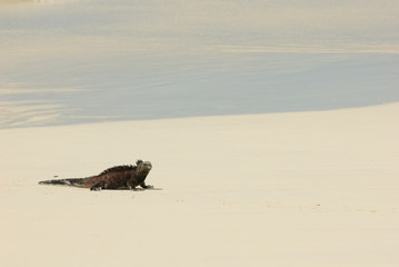 marine iguana in the beach
