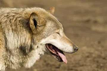 Papier Peint photo autocollant Loup Gray wolf blinking at sun