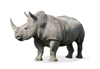 Rhinoceros - obrazy, fototapety, plakaty