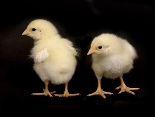 baby chicken on black background