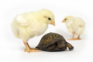 Unlikely pair - turtle and baby chicks