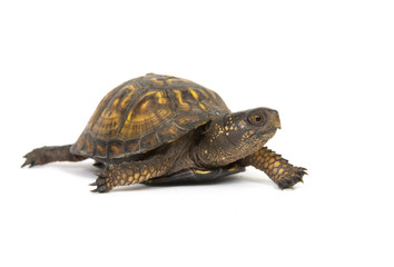 Box turtle on a white background