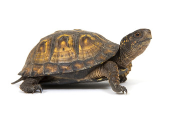 Fototapeta premium Box turtle on a white background