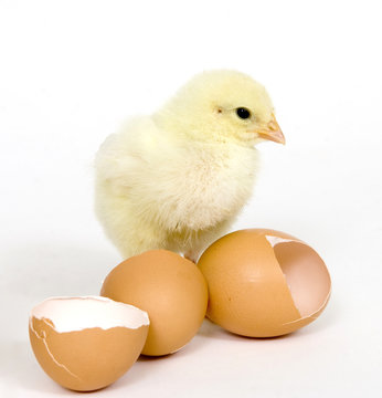 Baby Chick And Brown Eggs