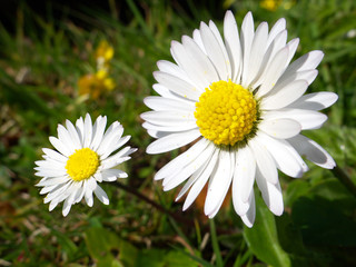 Obraz premium Close up of two wild daises.