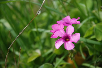 fiore di trifoglio