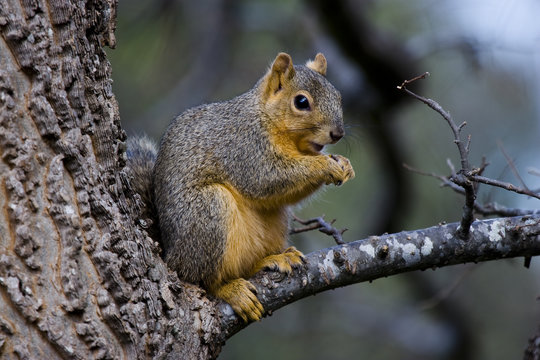 Fox Squirrel