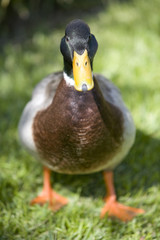 Mallard 1