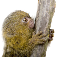 Pygmy Marmoset (5 weeks) - Callithrix (Cebuella) pygmaea