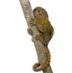 Pygmy Marmoset (5 weeks) - Callithrix (Cebuella) pygmaea