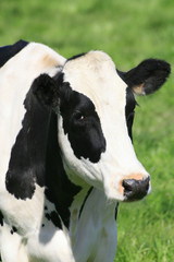 Obraz na płótnie Canvas Black and White Cow in Pasture
