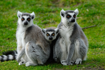 parents and baby ring-tailed lemur © Eric Gevaert