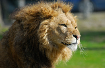 african male lion