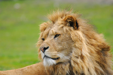 african male lion