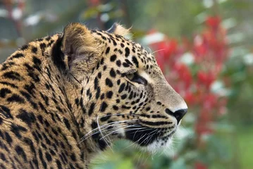Foto auf Acrylglas Panther schöner Panther