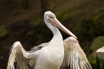 pelican