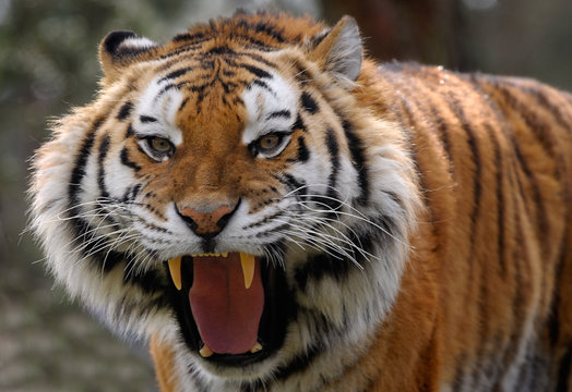 angry tiger