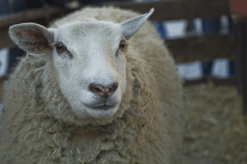 Sheep in barn 2