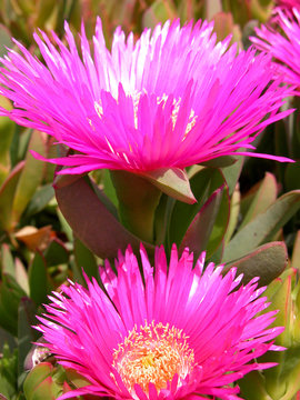 fiori di pianta grassa