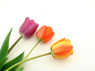 Beautiful fresh tulips