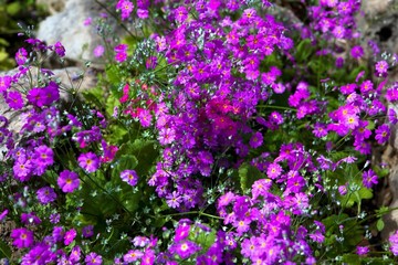 Fototapeta premium spring flowers