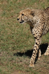 Fototapeta na wymiar Cheetah on the prowl