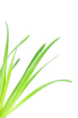 Fresh leaves