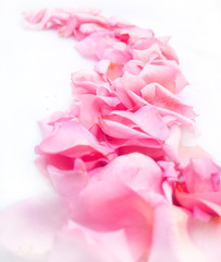 Road of rose petals