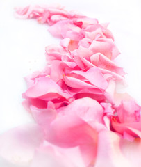 Fototapeta premium Road of rose petals