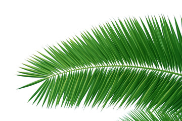 Obraz premium Palm brunch