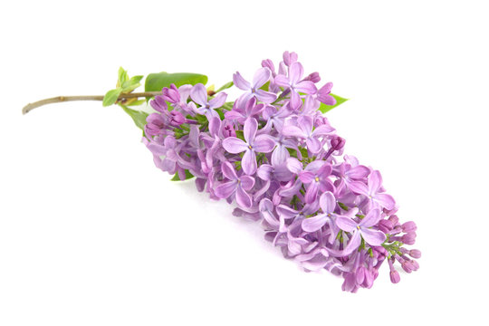 Fleur De Lilas