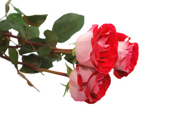 bouquet of red roses