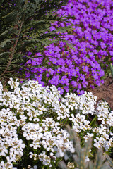Groups of Purple and White Flowers