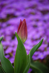 Pink Tulip and Purple Flowers