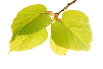 Fototapeta premium feuilles de noisetier