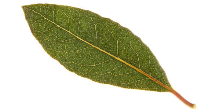 feuille de laurier