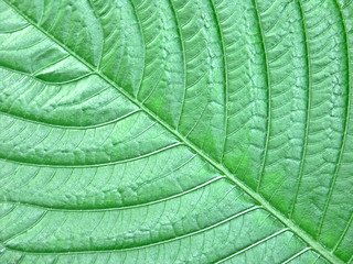 nervure en diagonale