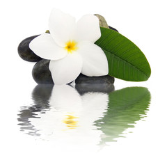 fleur frangipanier esprit zen
