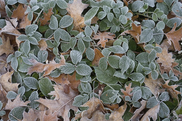 france,forêt de lyons :  feuilles sous le givre