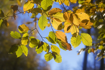 france, forêt de lyons : feuilles de hêtre à l'automne