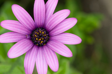 Fototapeta premium Flower.