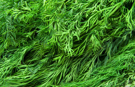 fresh dill