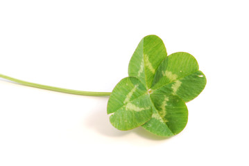 trefle a quatre feuilles
